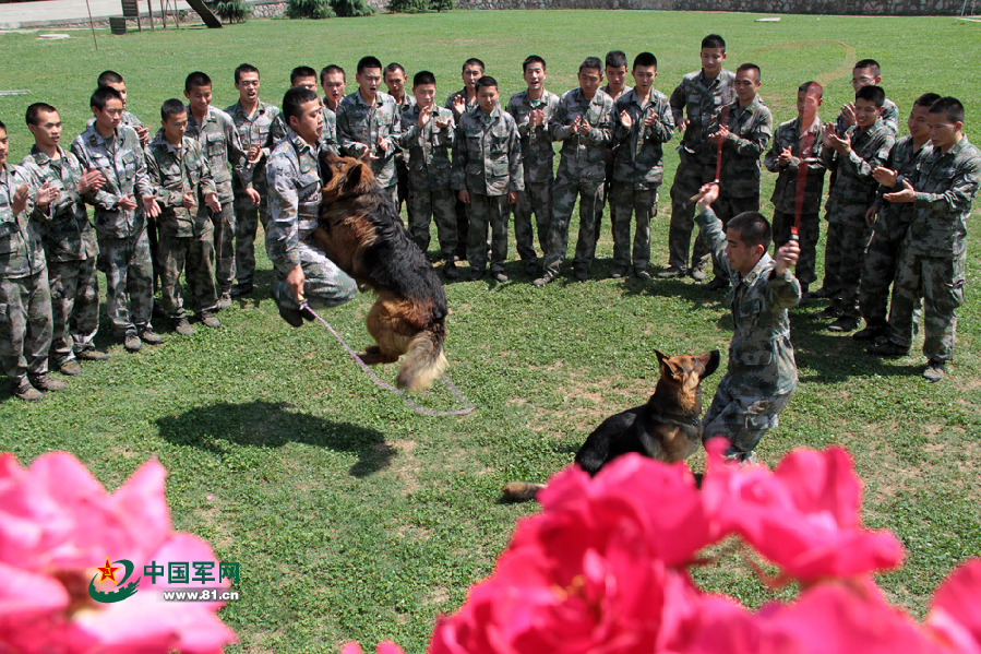 解放軍軍犬叼飯盆排隊打飯萌照