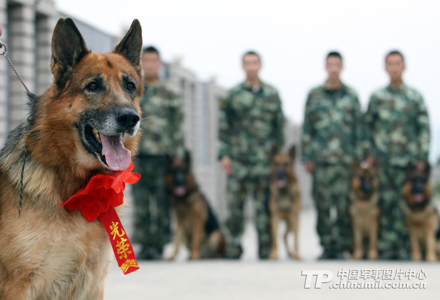 解放军军犬叼饭盆排队打饭萌照