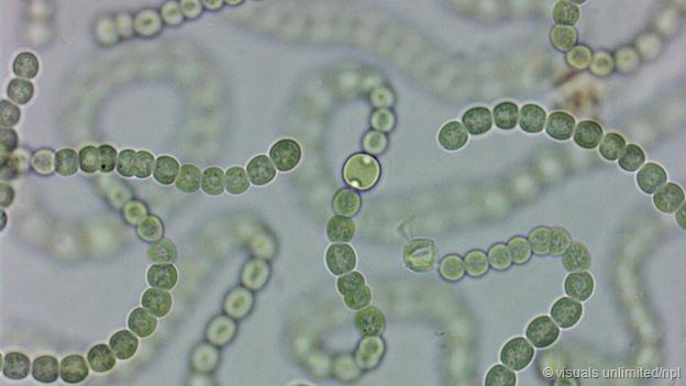 探索氧气起源奥秘蓝细菌触发地球大氧化事件
