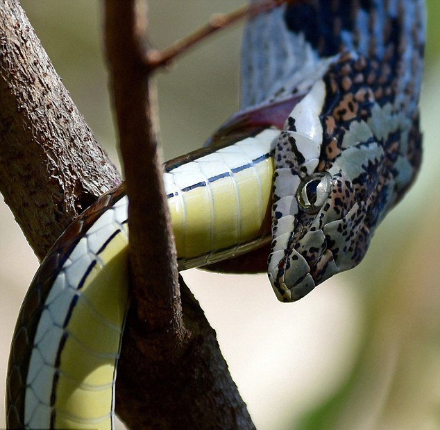 摄影师南非拍到蛇吞蛇惊人一幕