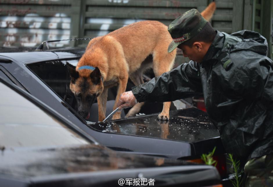 武警重庆总队七支队警犬进行搜毒搜爆训练.