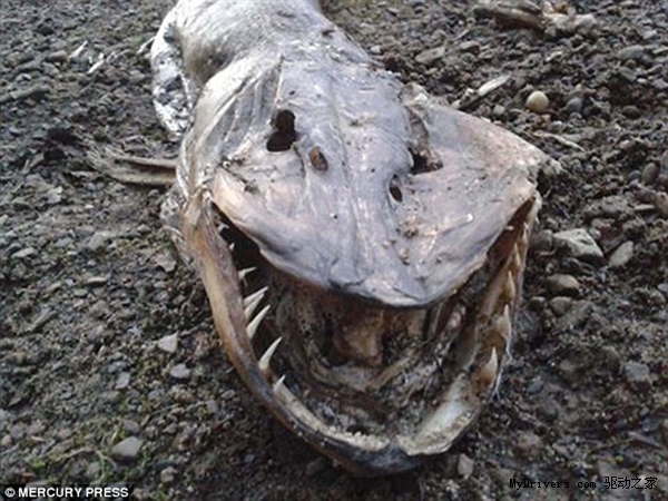 英国湖边惊现水怪尸体满嘴尖牙好吓人