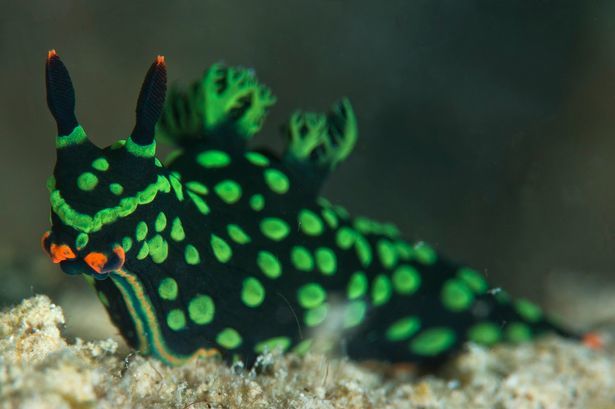 马来西亚发现世界首只双头双性彩色海蛞蝓