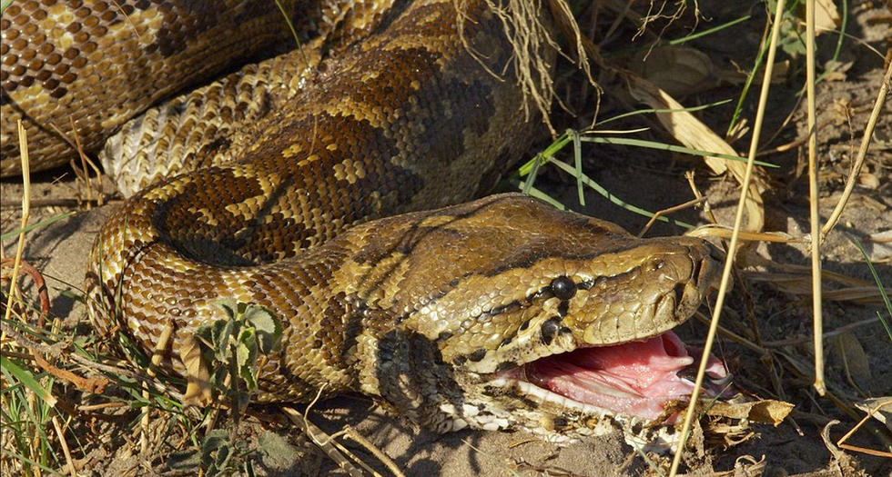 非洲巨蟒吞食野山羊吞咽过程达24小时