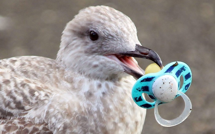 大胆的海鸥活吞老鼠从苍鹰嘴里夺食