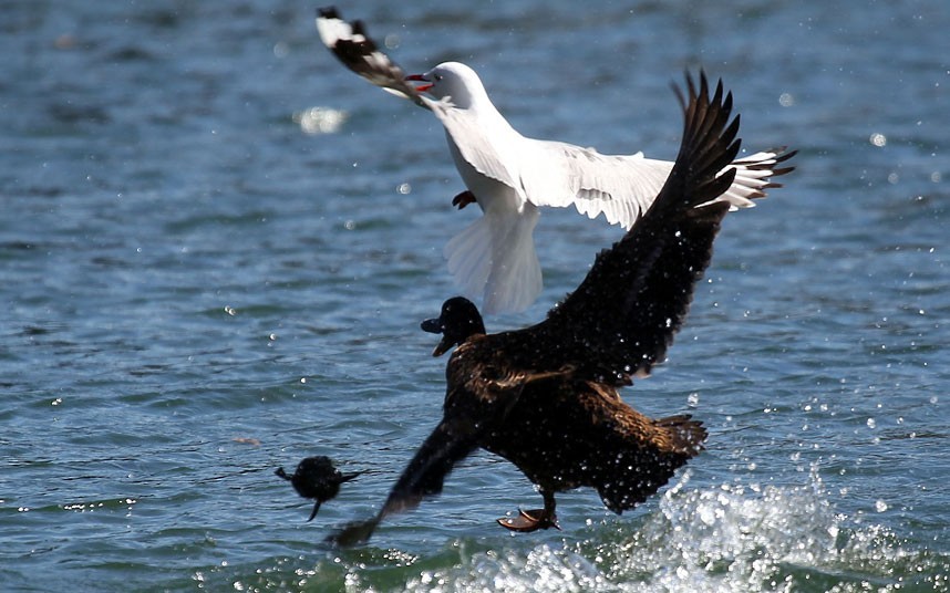 大胆的海鸥活吞老鼠从苍鹰嘴里夺食