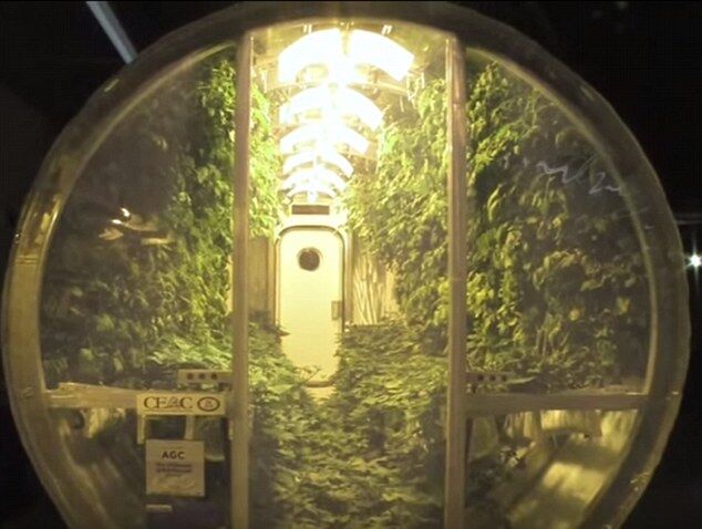 火星上吃草莓 科学家试验类太空环境培育蔬菜