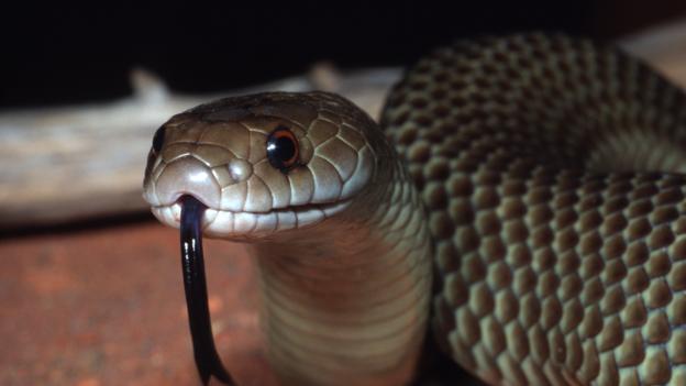 世界最毒动物:以色列金蝎毒液杀死老鼠