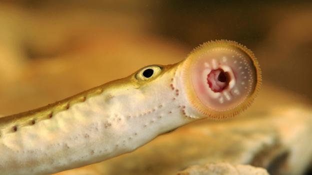 七鳃鳗雌雄同体图片