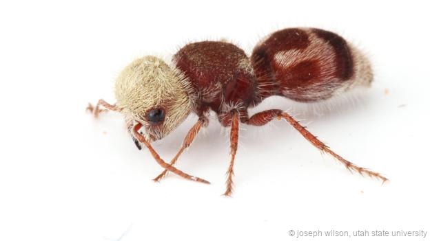 毛绒绒蚁蜂防御手段多样几乎无天敌