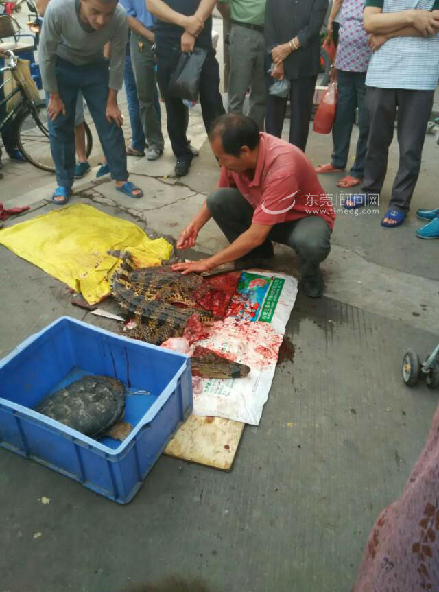 鳄鱼已经被"大卸八块".