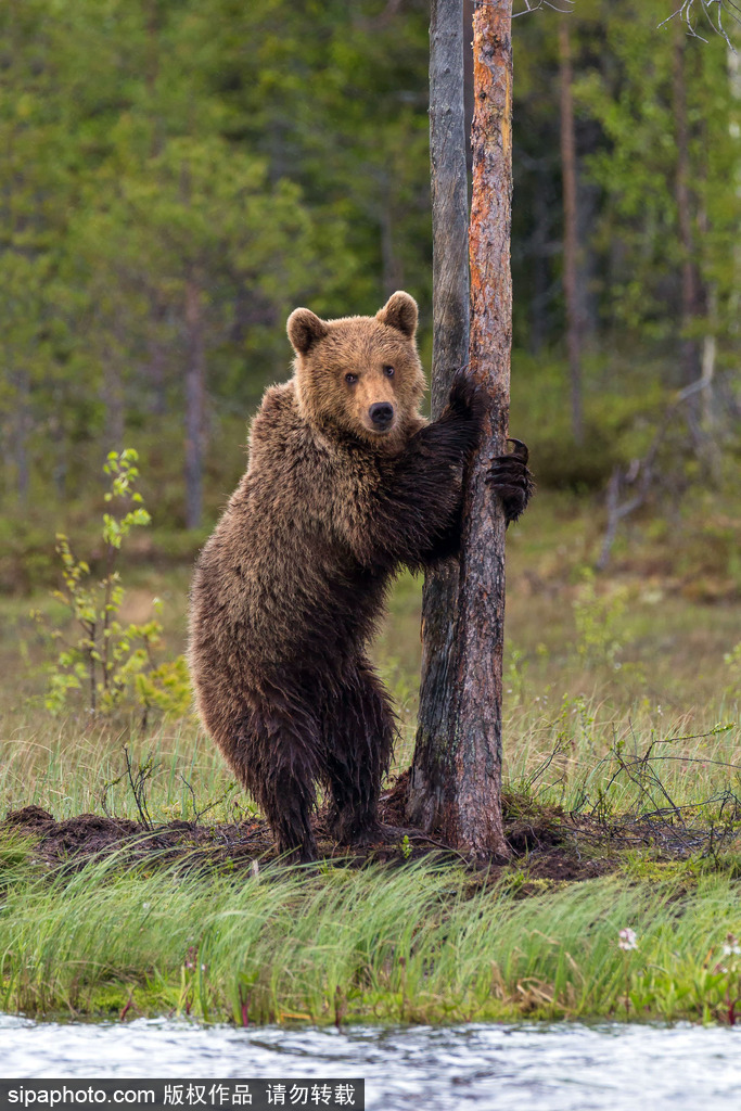 棕熊躲大树后藏身胖胖身体难遮挡表情呆萌