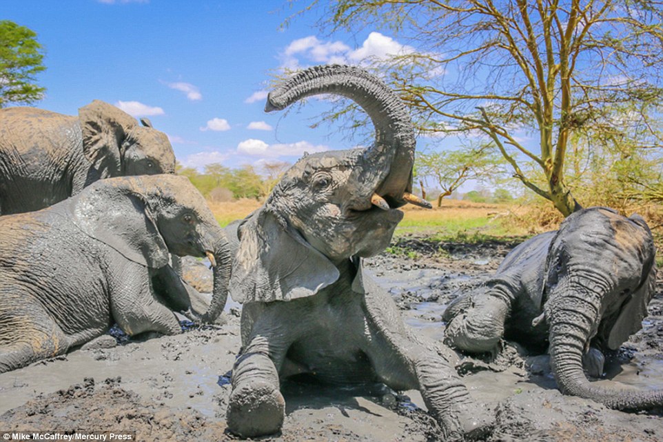 非洲象宝宝们惬意享受凉爽泥巴浴