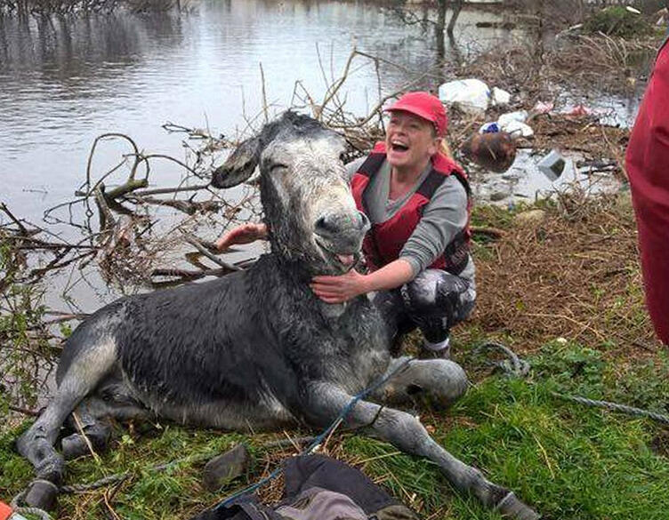 爱尔兰一头驴暴雨中被救上岸咧嘴大笑