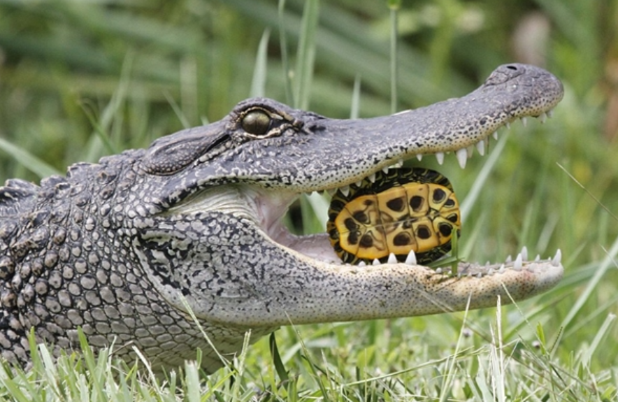 恐怖偷拍:鳄鱼大口咬碎乌龟 血腥爆浆