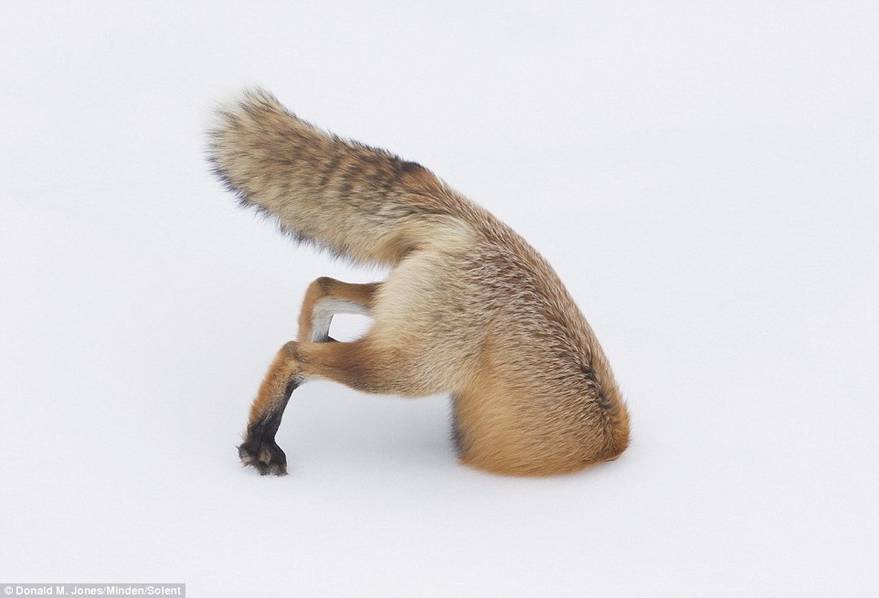 4 狐狸雪地捕猎画面