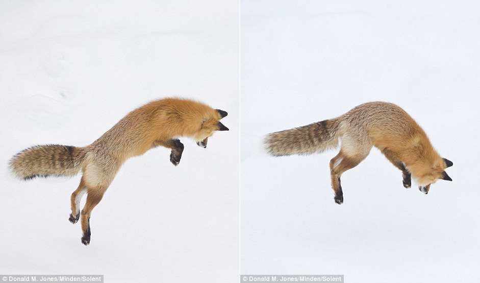 4 狐狸雪地捕猎画面