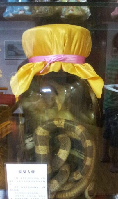 网曝卖家出售活体猫头鹰泡酒网友震惊