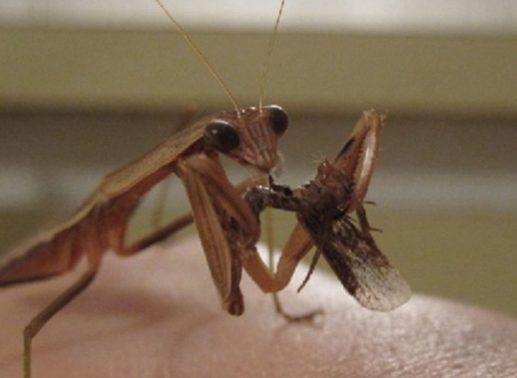 13 小山带你看:一位把螳螂当宠物的神奇男子