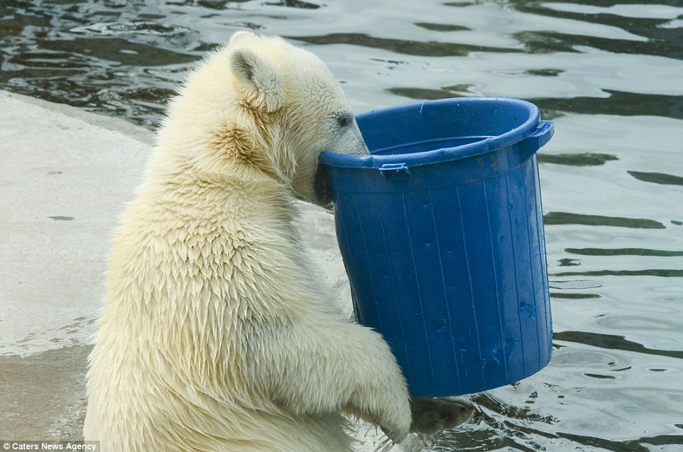 憨态十足俄动物园北极熊端桶喝水