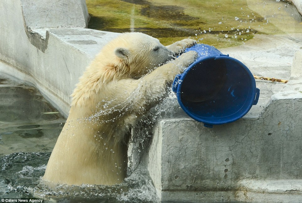 憨态十足俄动物园北极熊端桶喝水
