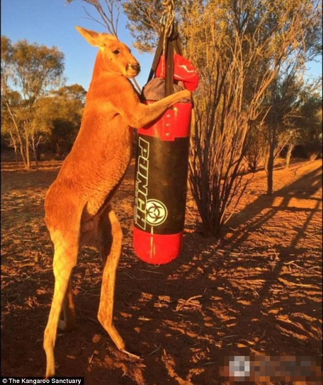 高清袋鼠变身肌肉男爱搏击爪碎铁桶
