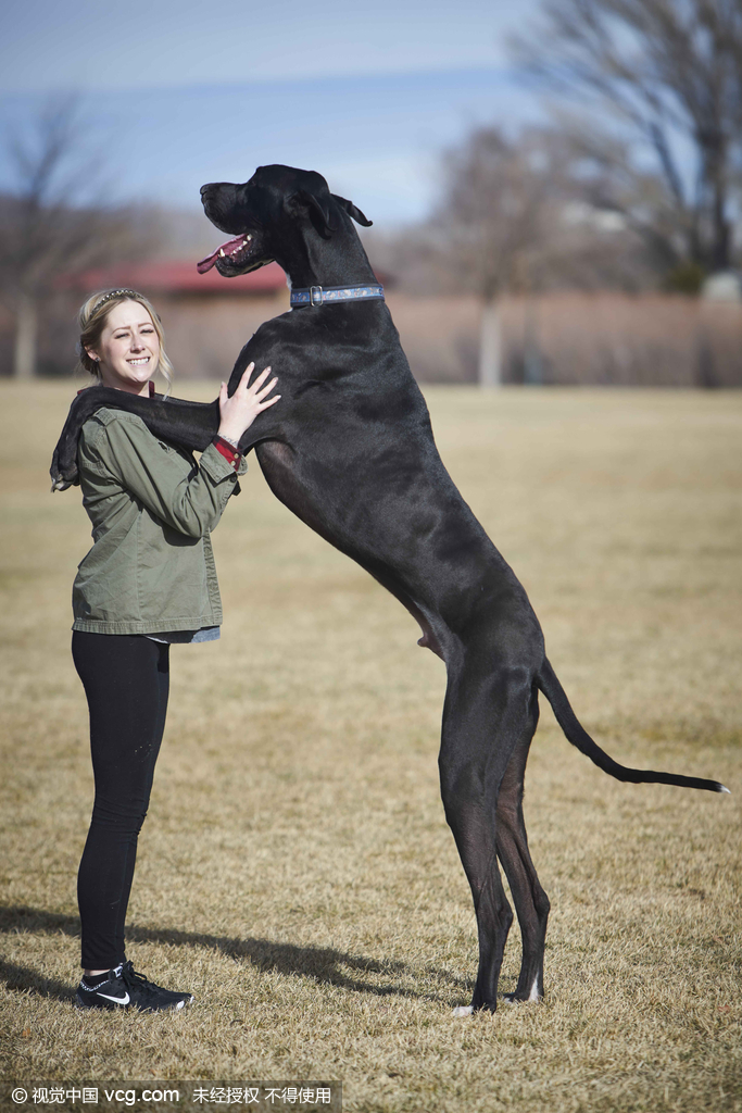 体型巨大的狗图片