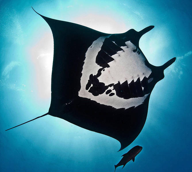 墨西哥海底发现罕见蝠鲼