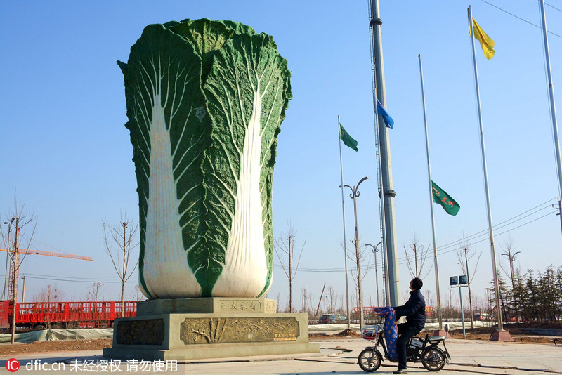 7 山东聊城现巨型"大白菜"雕塑