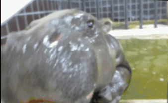 这么萌的河马宝宝你见过吗