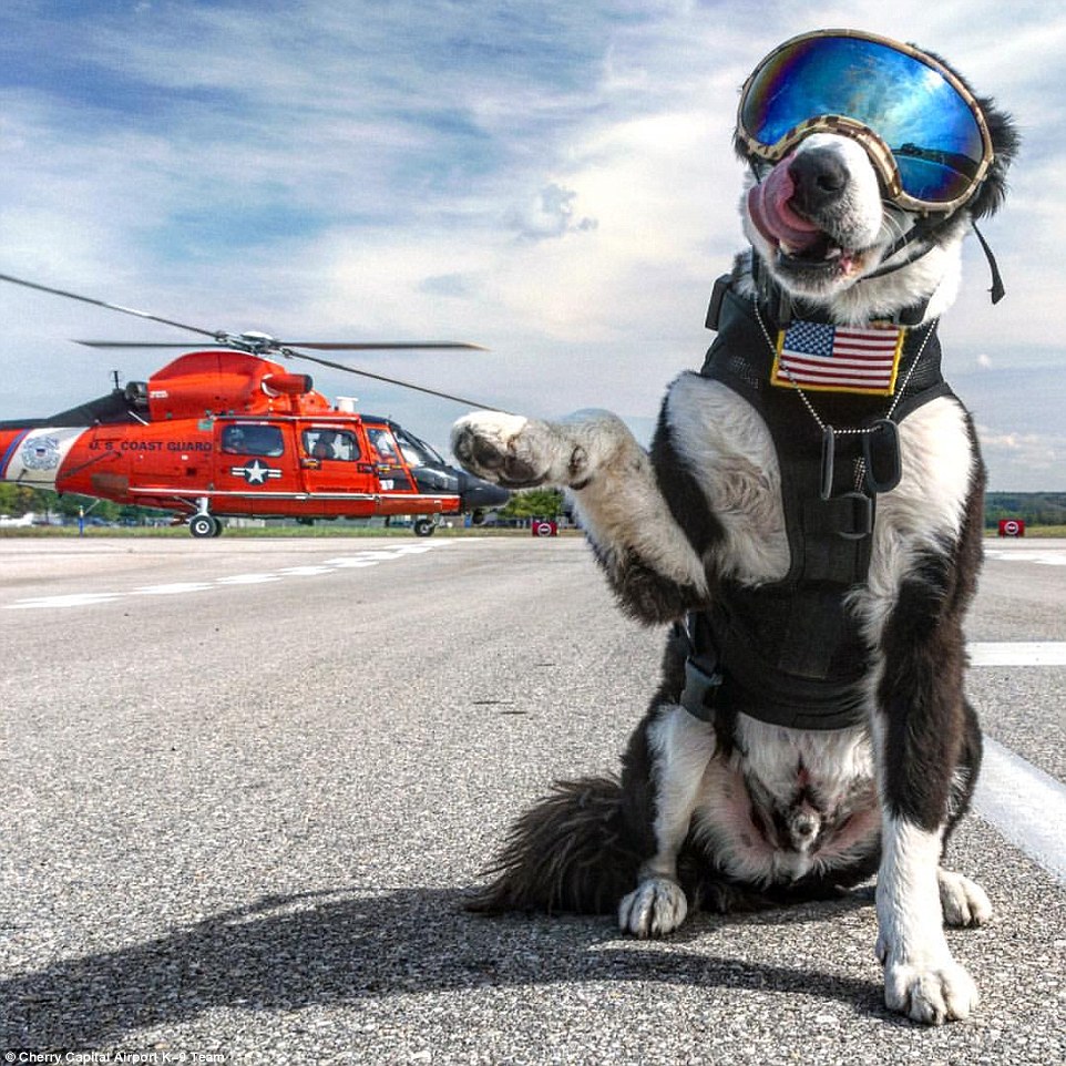 劳模牧羊犬飞机跑道的驱鸟小能手