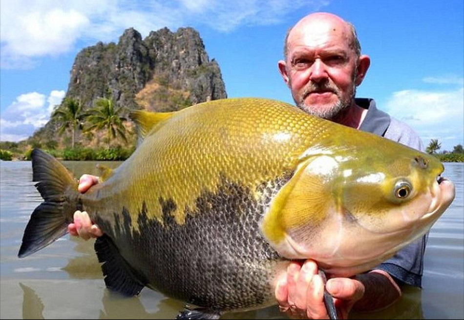 泰國天然湖泊盛產巨型鯉魚重達200斤組圖