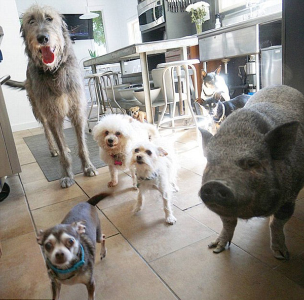 美动物爱好者收养猪狗兔等众多小动物走红网络