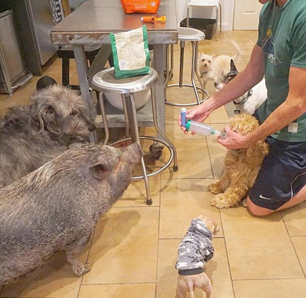 美动物爱好者收养猪狗兔等众多小动物走红网络