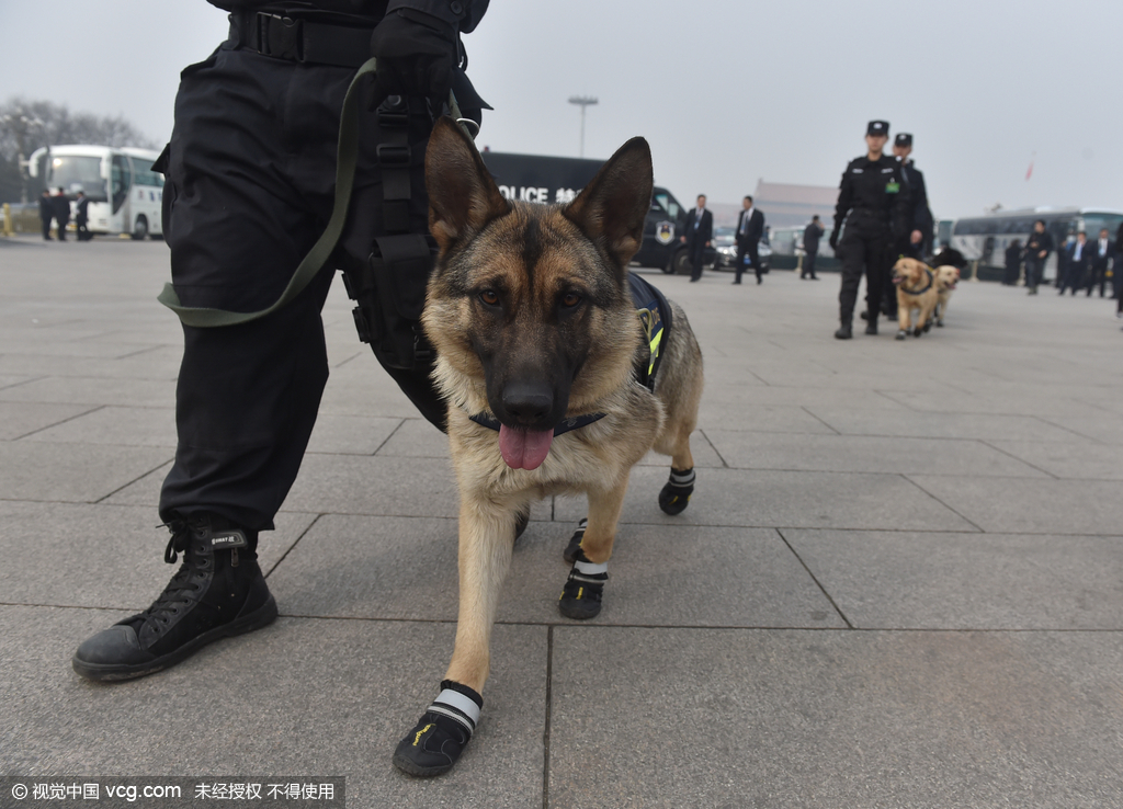 北京市公安局警犬图片