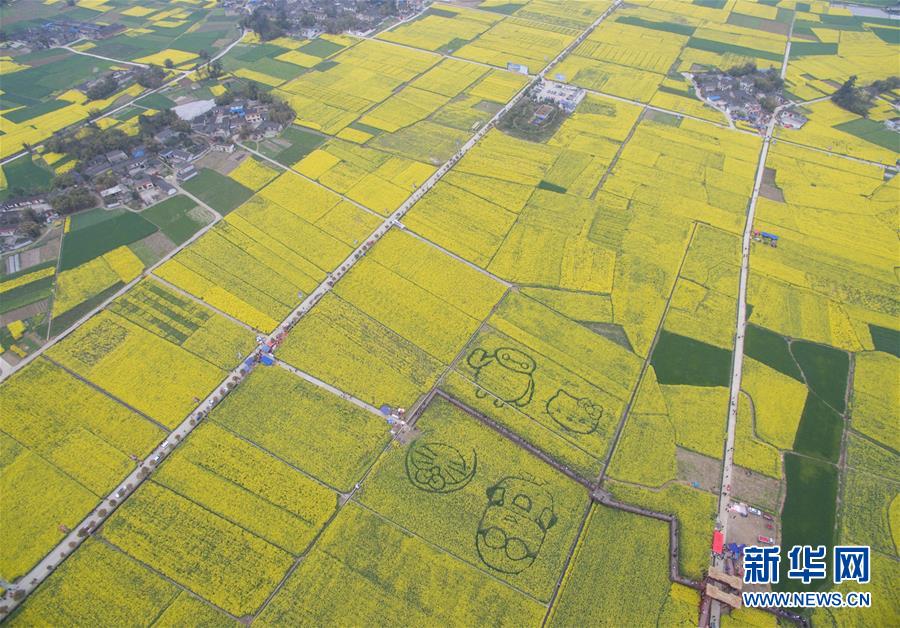 大美中国 鸟瞰花田