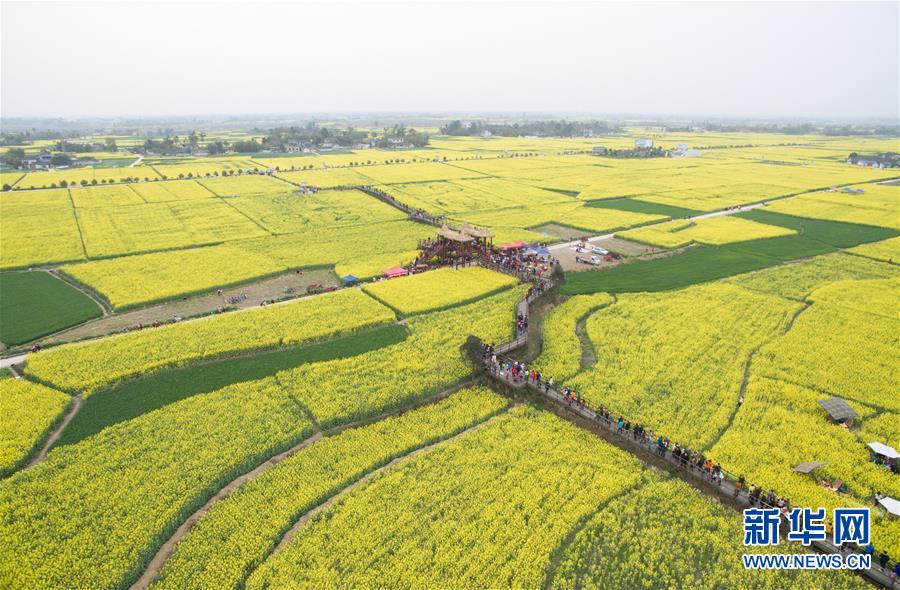 大美中国 鸟瞰花田