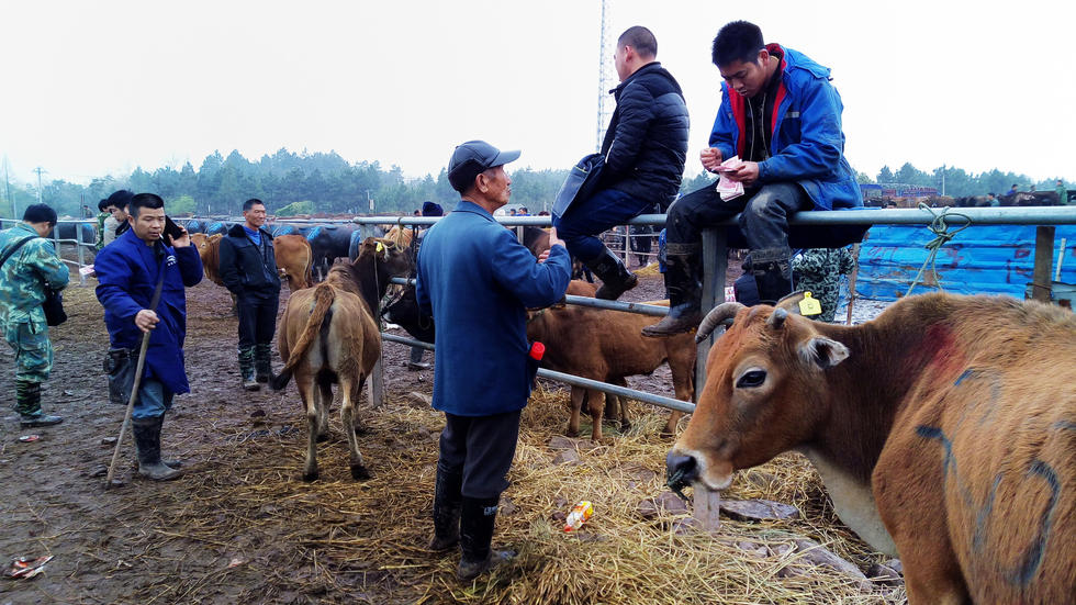 浙江金华火爆牛市开张 "牛经纪"帮估价月入万元