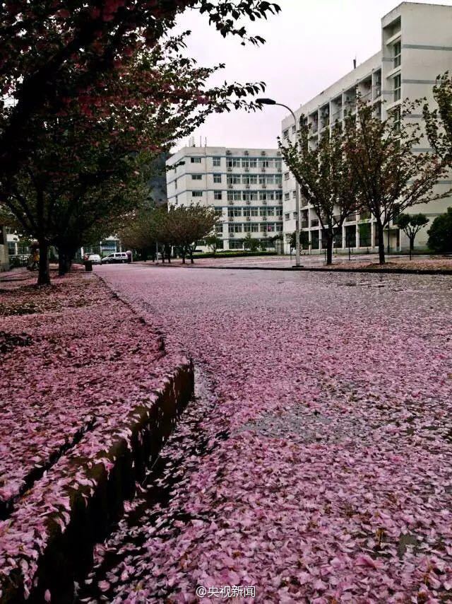 近日,湖北师范学院一夜之间红了起来,一场春雨后,校园满地樱花瓣