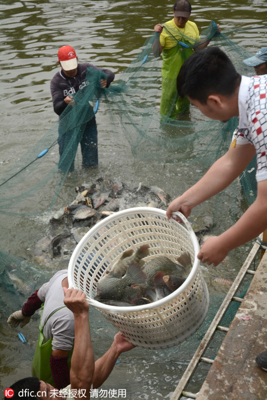 廈門南普陀寺放生池魚龜成