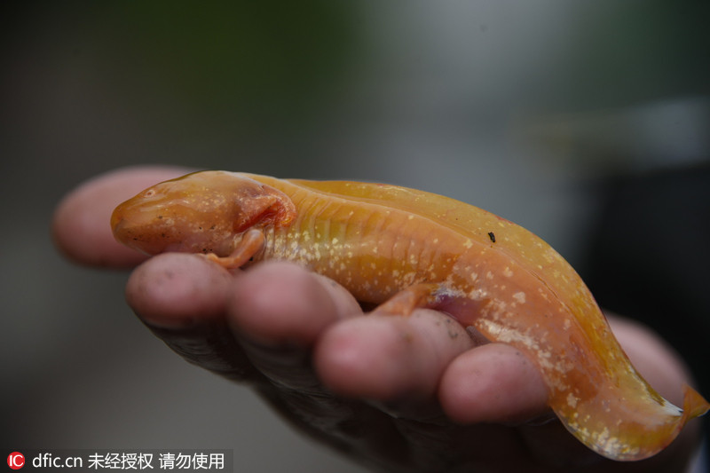 网传黄金娃娃鱼现身郑州金水河