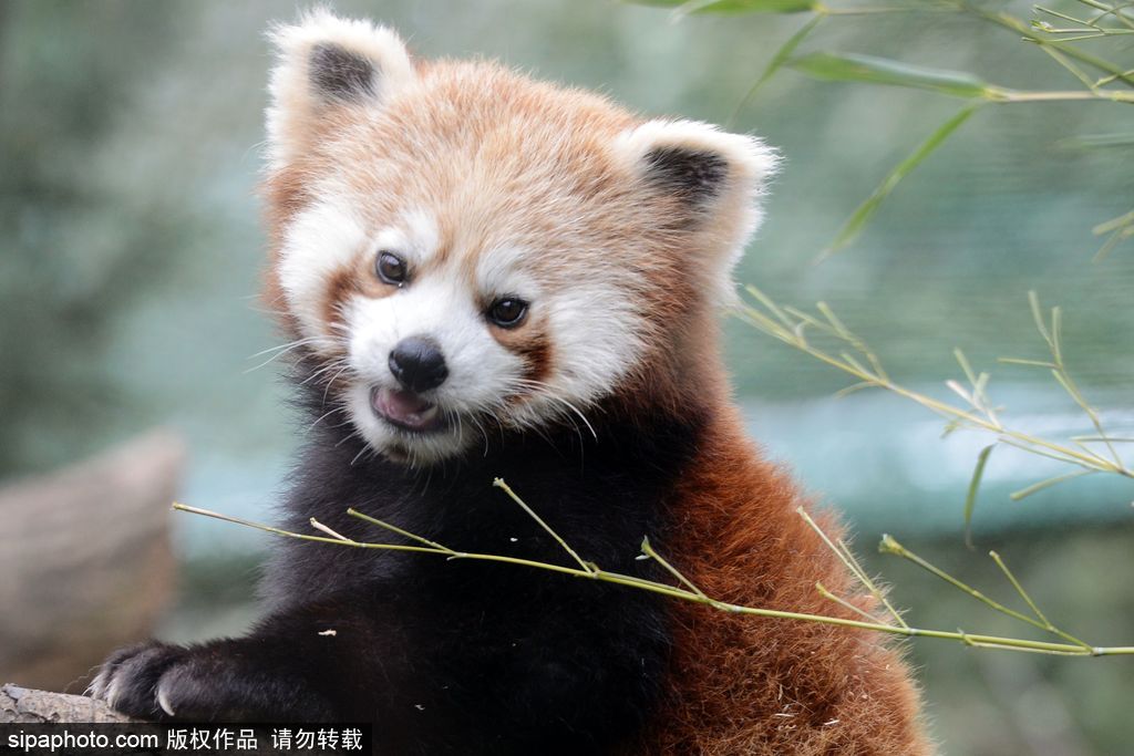 捷克动物园小活宝萌萌红熊猫双胞胎依偎相作伴