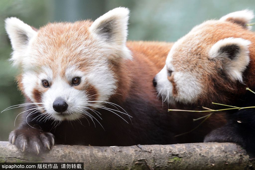 小熊猫 小熊猫-长江文明馆