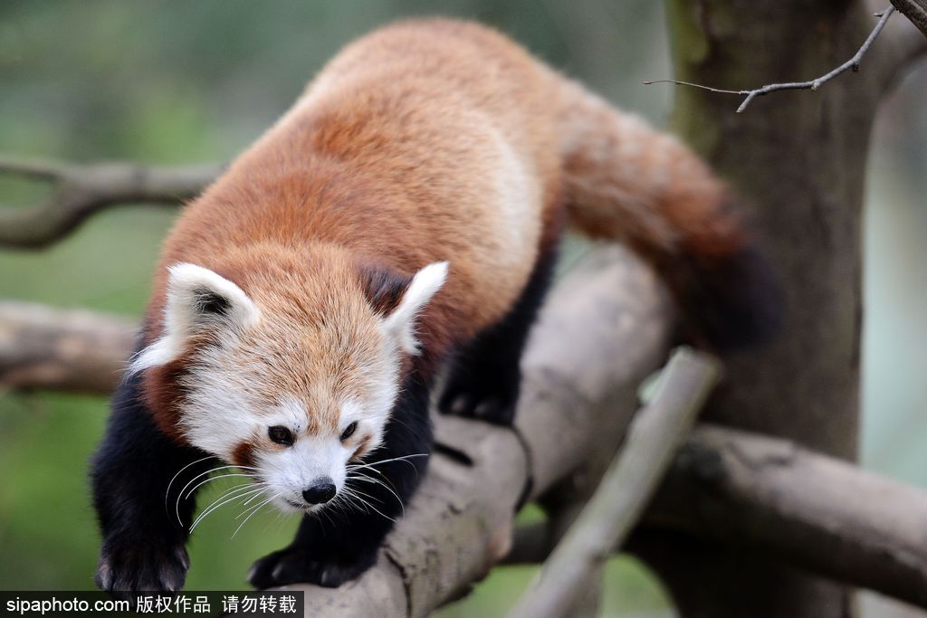 小熊猫 小熊猫-长江文明馆