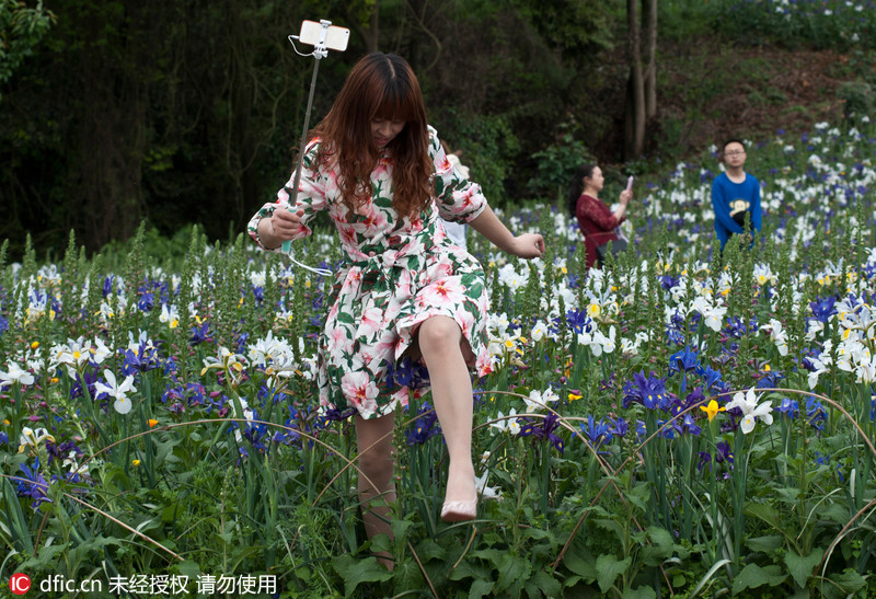 四川成都:为找最佳"自拍" 角度 游客践踏花田