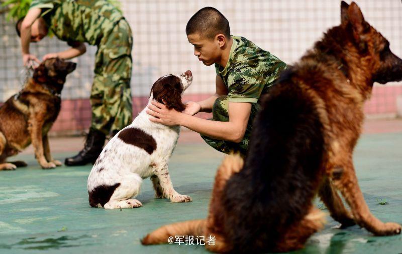 這樣的豪華規格,正是武警廣東省邊防總隊機動支隊警犬們每天的待遇.