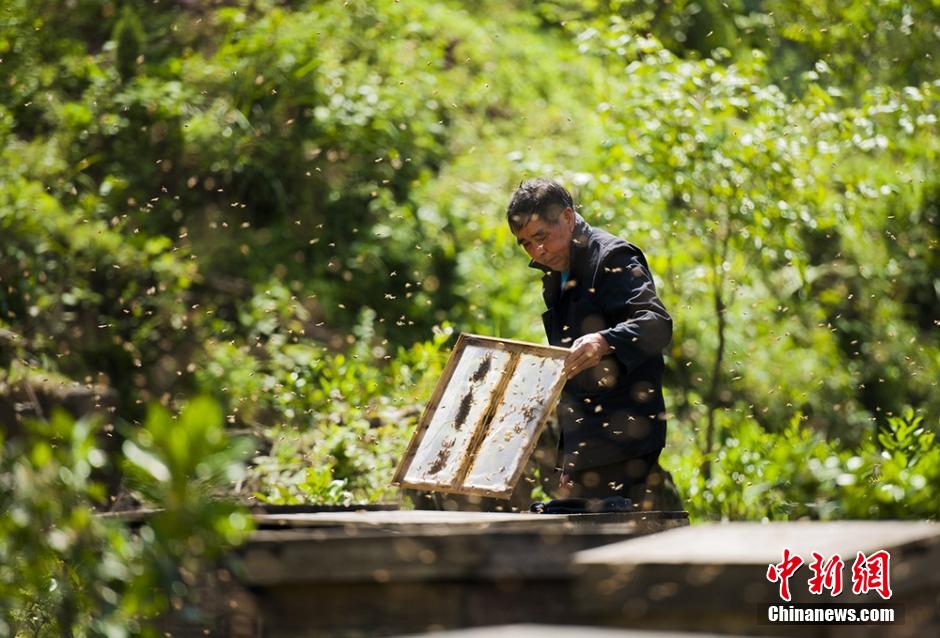 4月19日,一大批蜂农带着小小的蜜蜂,从四面八方赶到湖南溆浦县