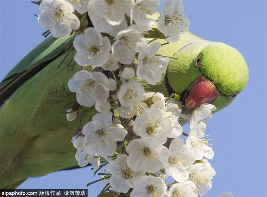 英国伦敦 鹦鹉站立枝头竟然在吃花津津有味浑然不知