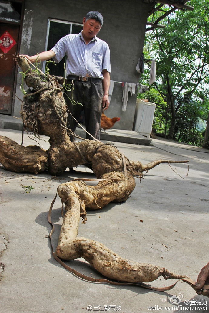 四川村民挖出人形奔跑葛根重达250斤