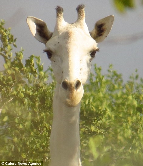 罕见纯白色长颈鹿网友看呆了好一匹大高马
